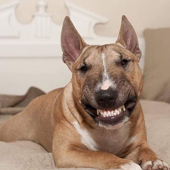 French Bulldog lying down on the bed smiling with its teeth