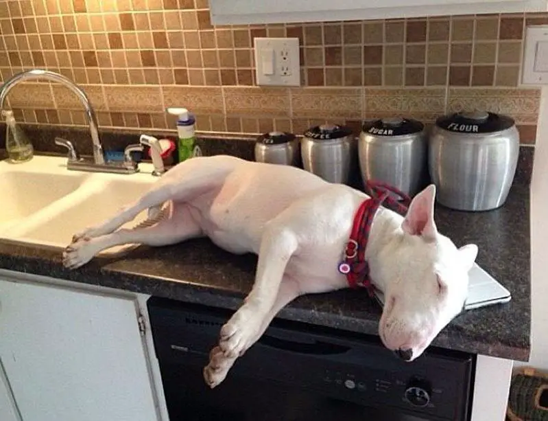 French Bulldog sleeping on top of the kitchen counter