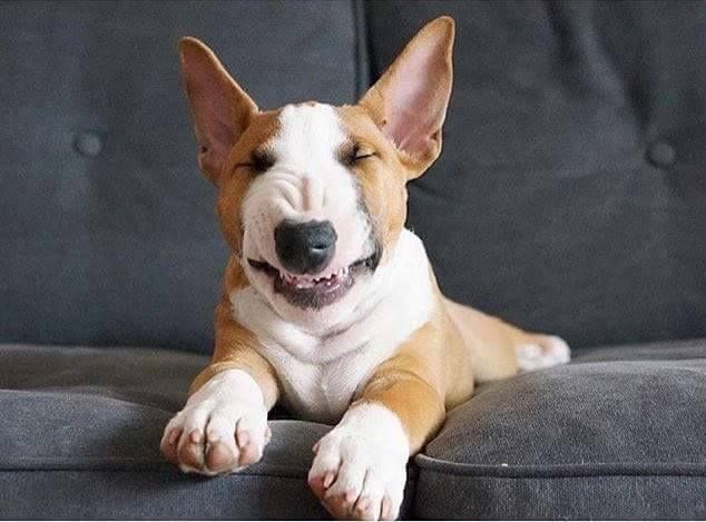 forced smiling French Bulldog puppy on the couch