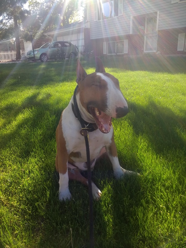 French Bulldog smiling while sitting on the green grass