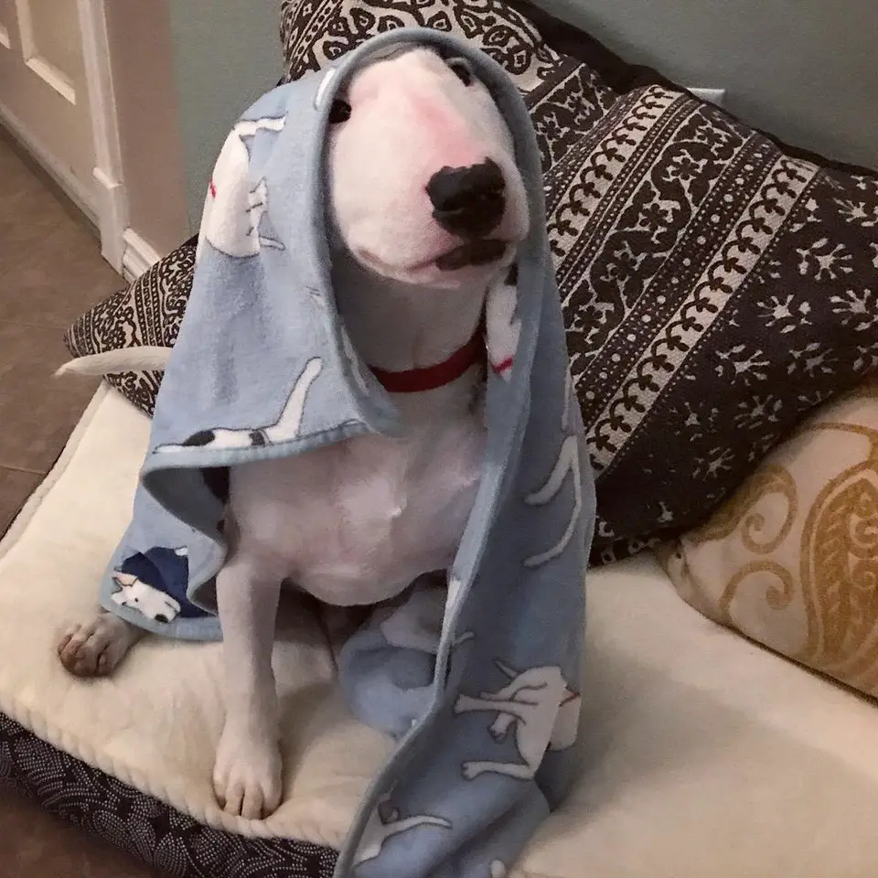 French Bulldog with towel on top of its head while sitting on its bed