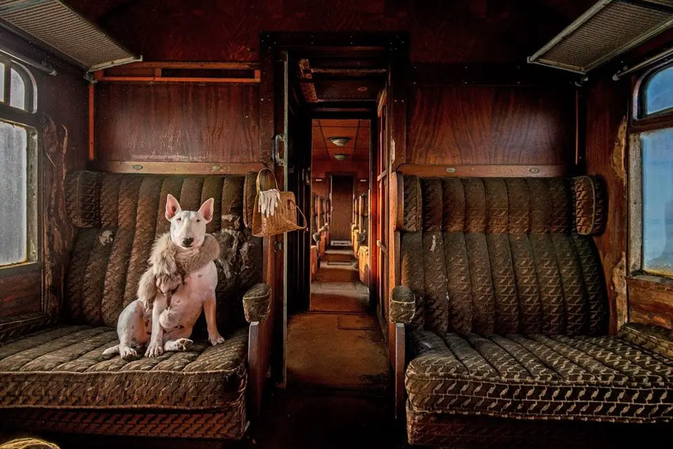 French Bulldog sitting on the seat inside the train