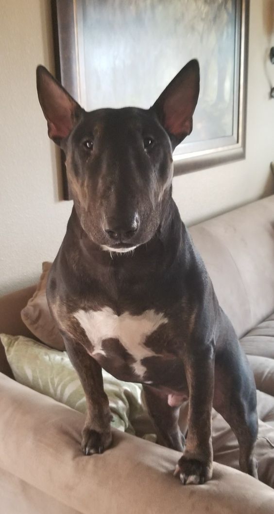 black French Bulldog standing up on the couch with its begging face