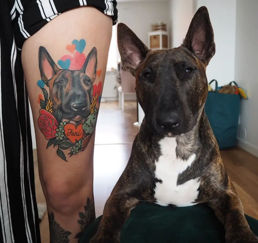 English Bull Terrier Dog sitting on the floor beside the thigh of a girl tattooed with the dogs face and flowers