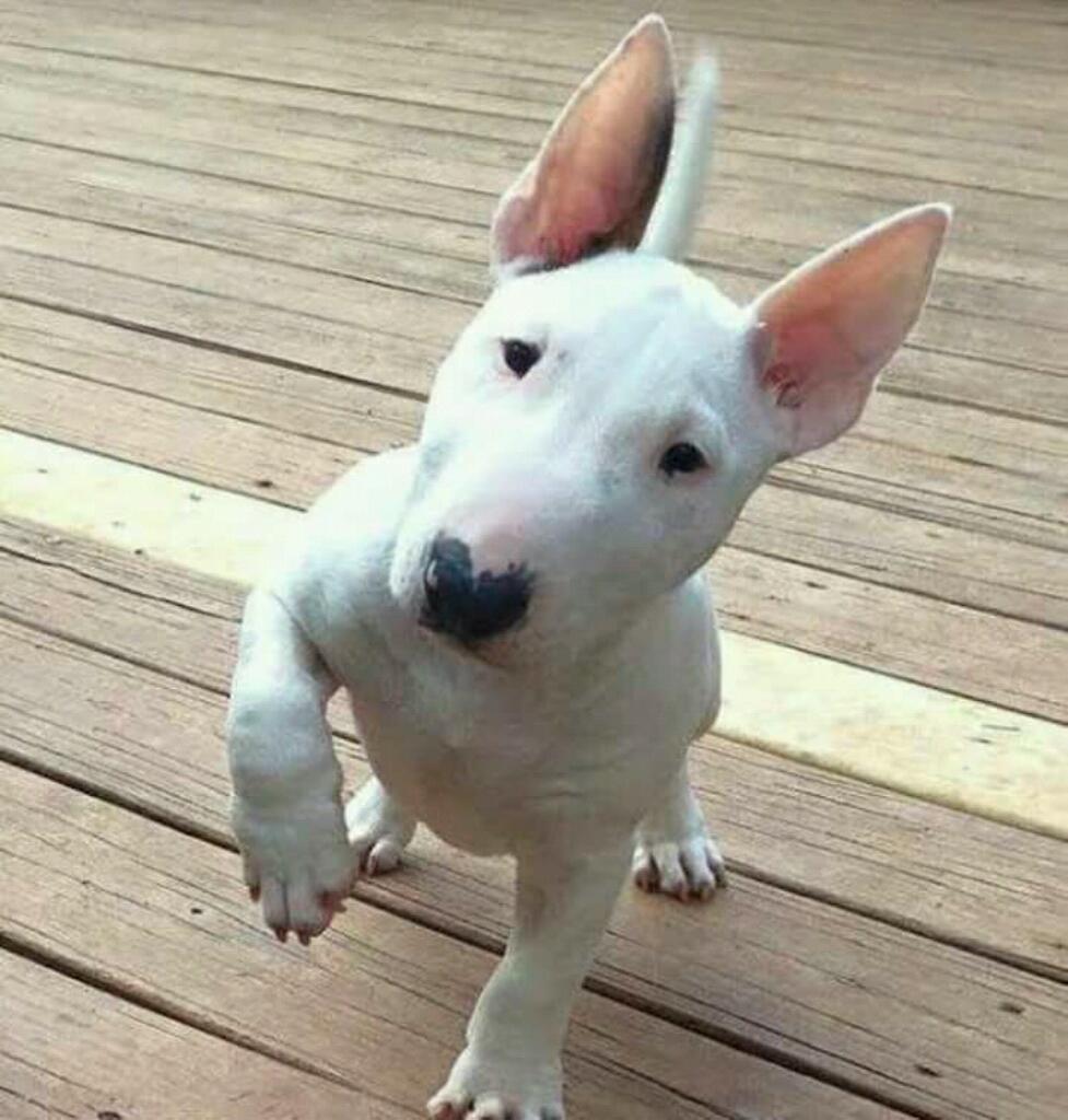 white French Bulldog puppy