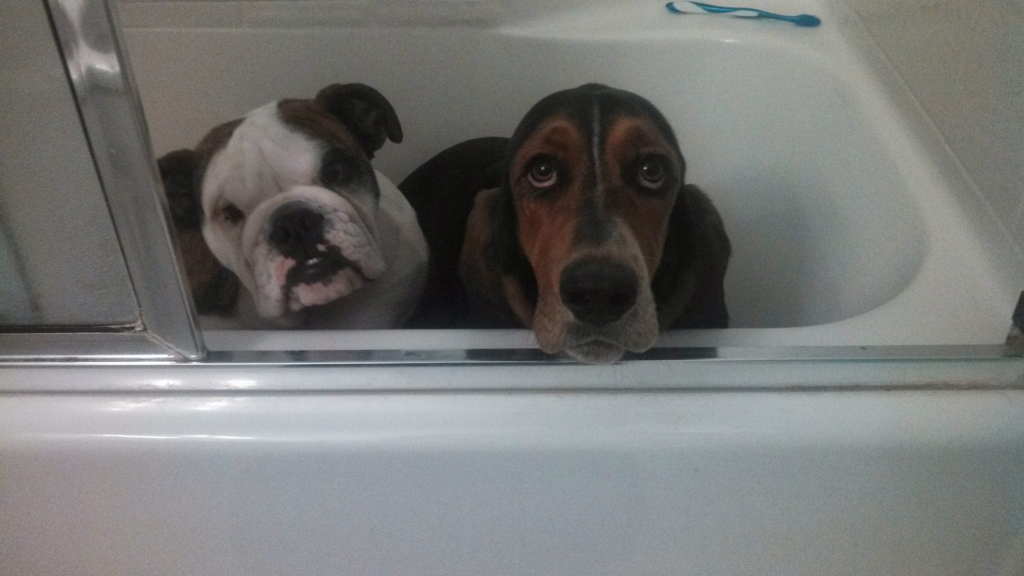 A Basset Hound and bulldog inside the bathtub