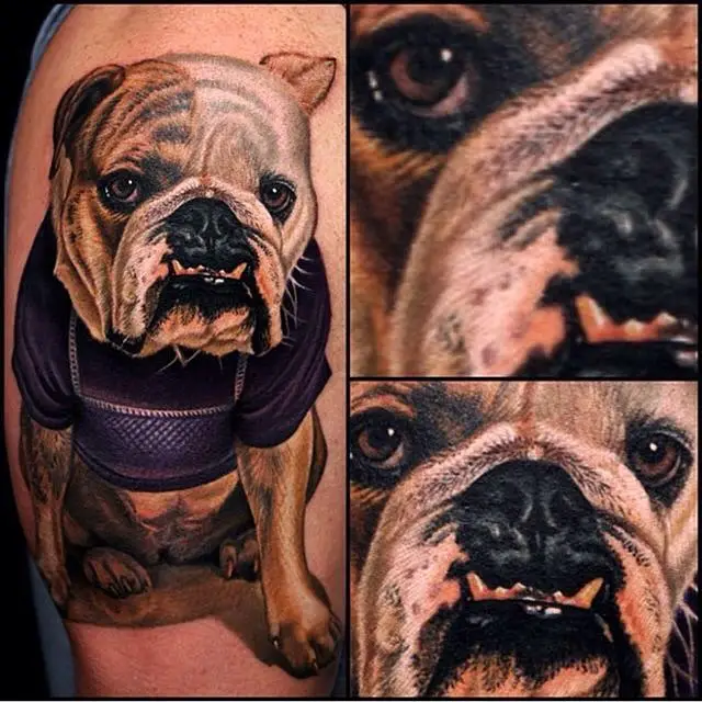 collage photo of a sitting English Bulldog wearing a blue shirt tattoo