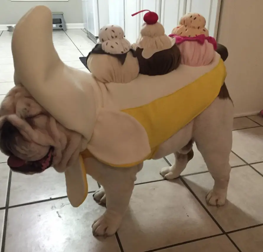 English Bulldog in banana split costume