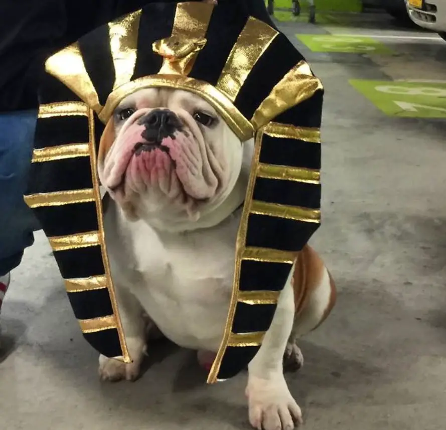 English Bulldog in egyptian costume
