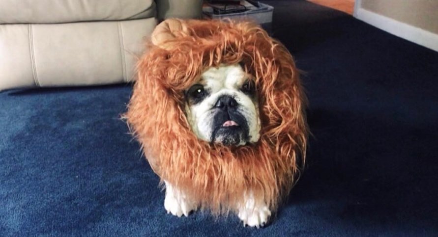 English Bulldog in lion costume
