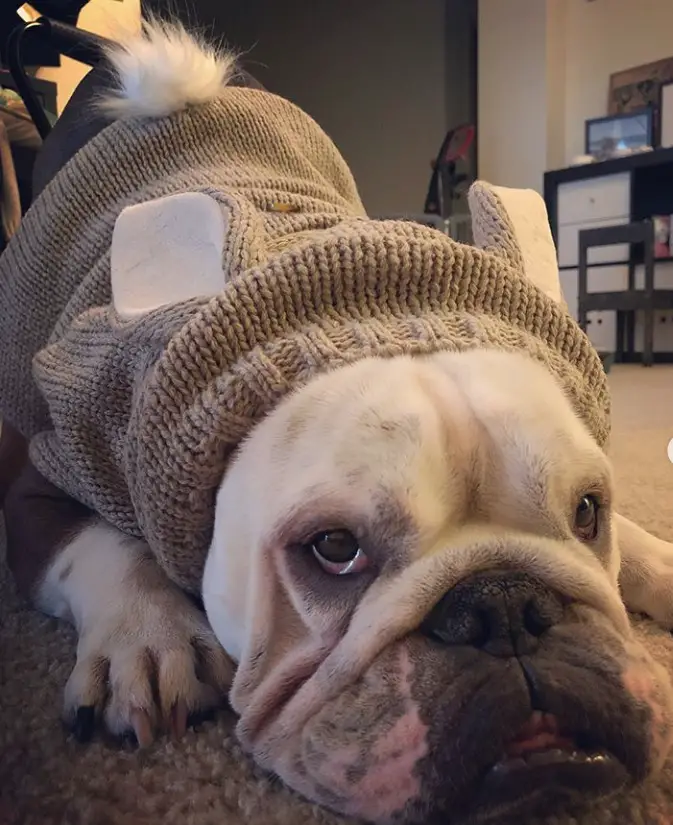 English Bulldog in bunny costume while lying down on the floor