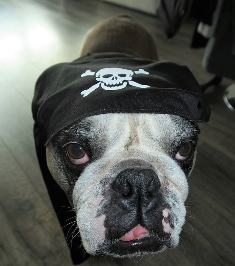 English Bulldog in pirate costume