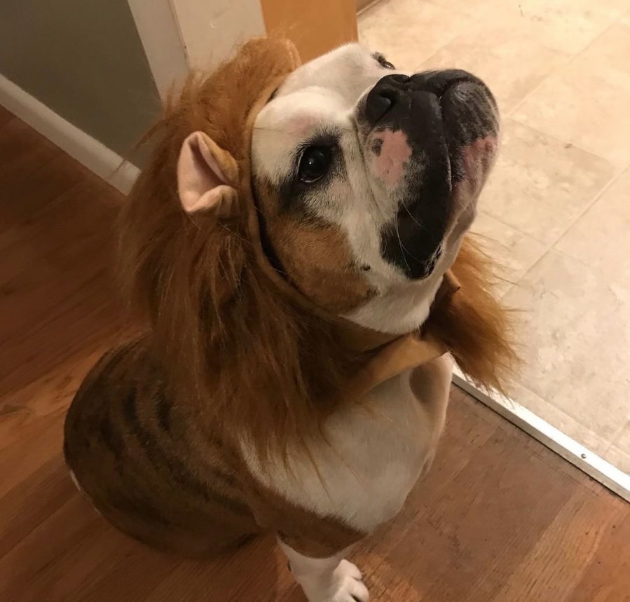 English Bulldog in lion costume