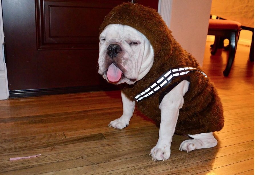 English Bulldog in fluffy brown with white lines across its body costume