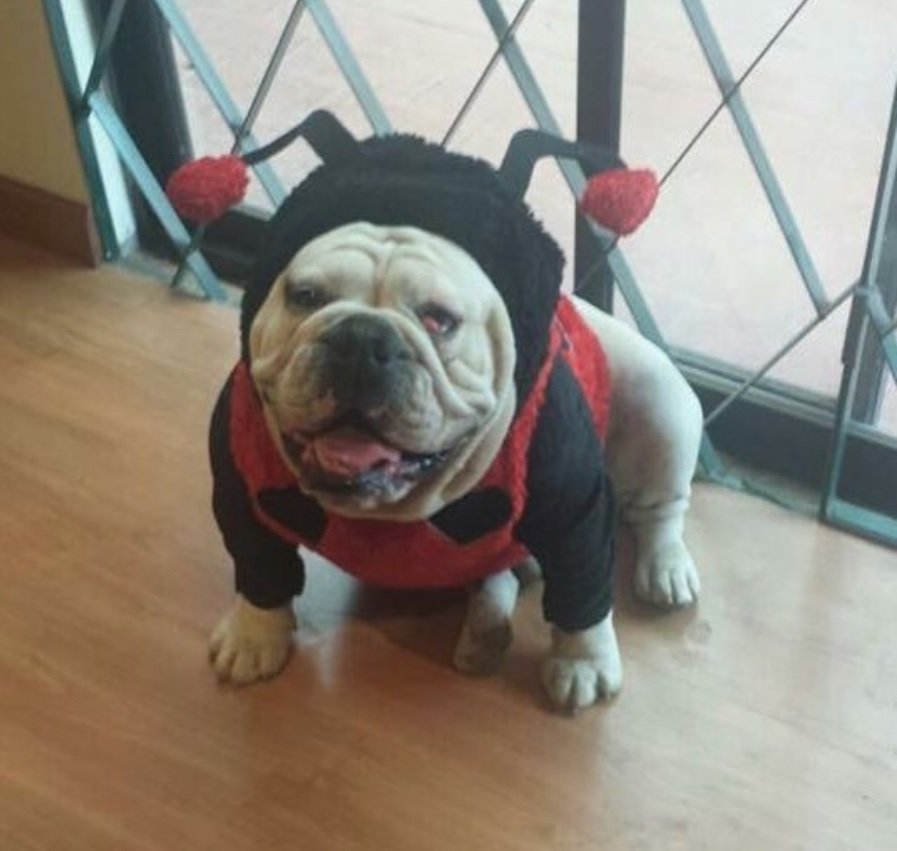 English Bulldog in ladybug costume