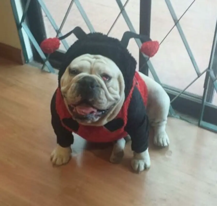 English Bulldog in ladybug costume