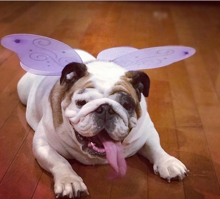 English Bulldog in purple fairy costume