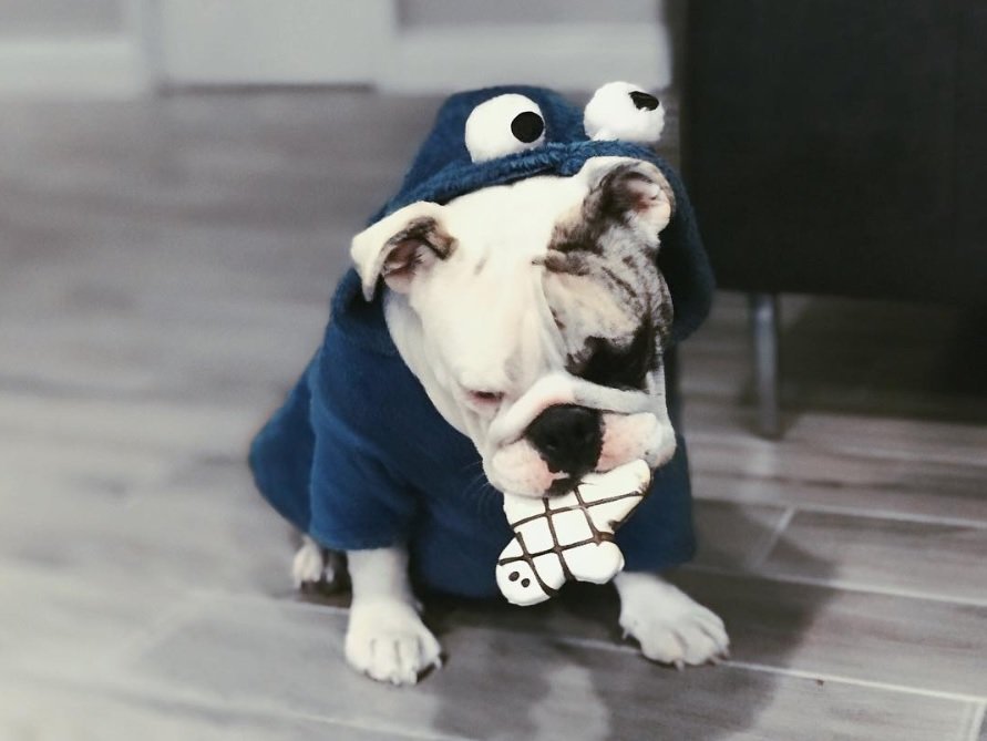 English Bulldog in cookie monster costume