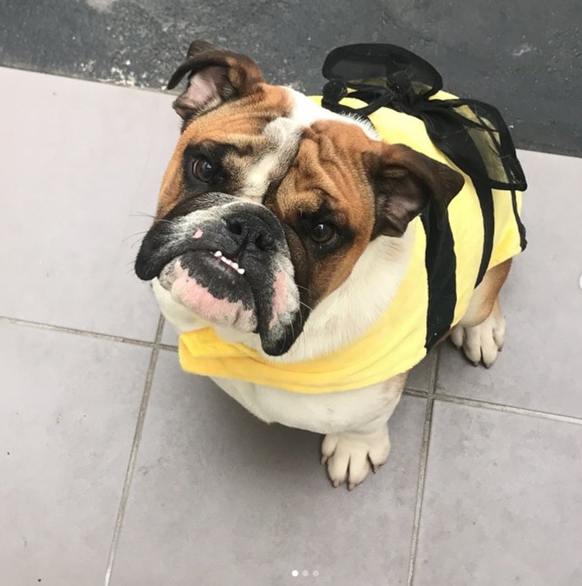 English Bulldog in bee costume