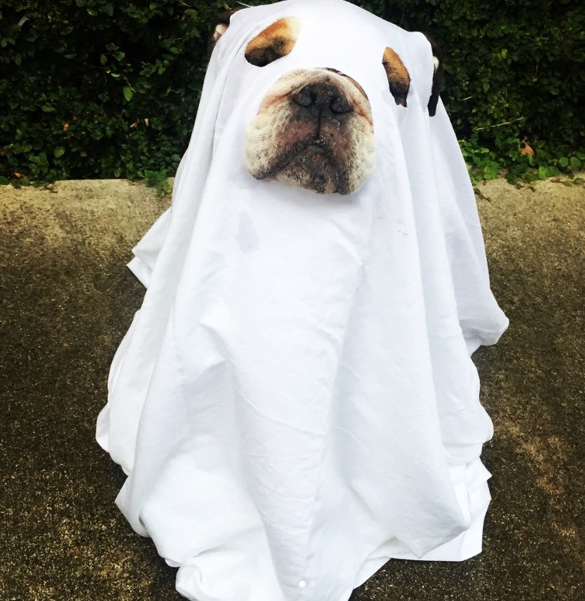 English Bulldog covered in white fabric with holes for its eyes and mouth