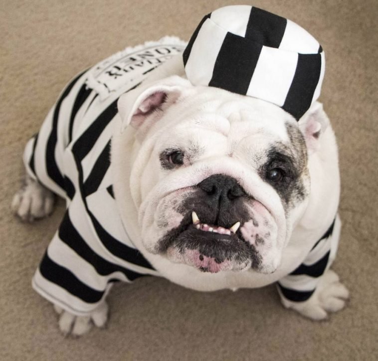 70+ Funny English Bulldog Halloween Costumes Page 19 of 23 The Paws