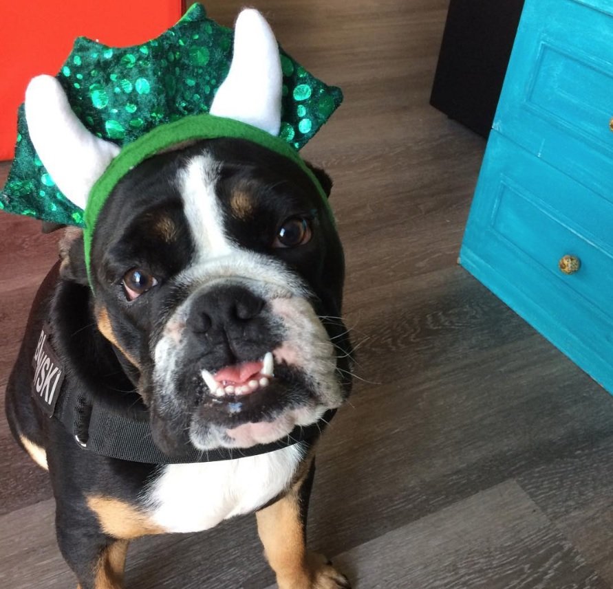 English Bulldog wearing a headband with horn