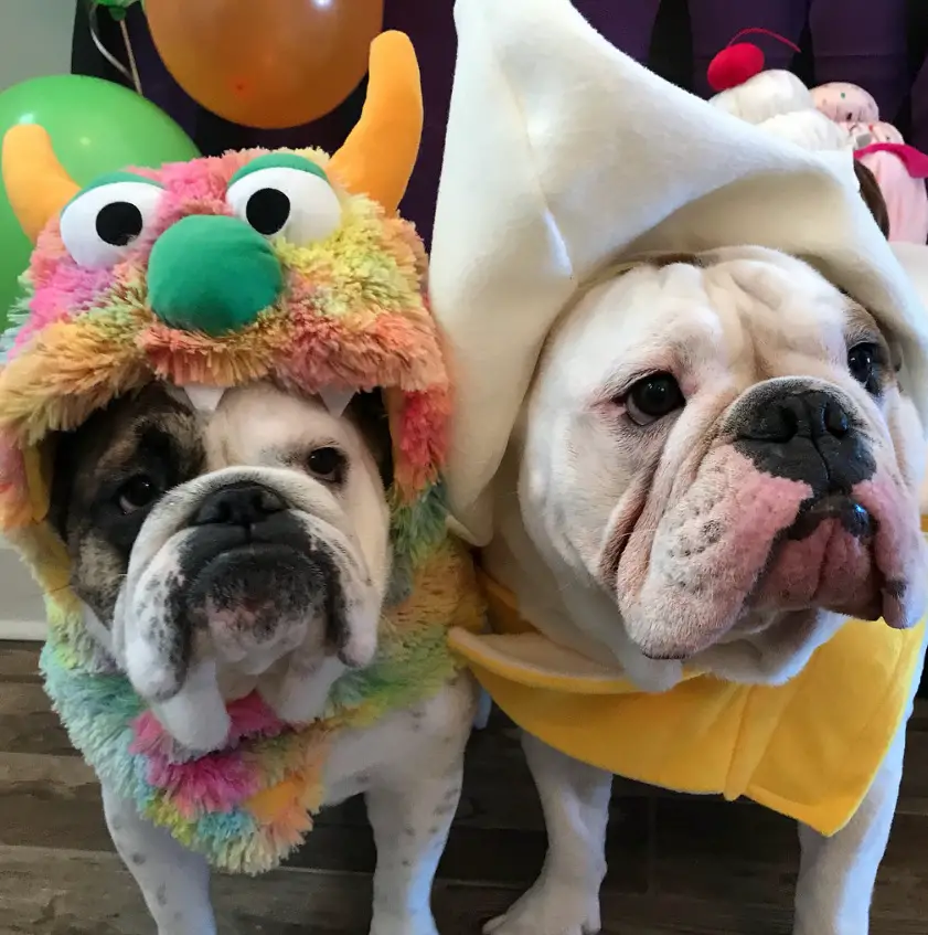 two English Bulldogs in colorful cookie monster and banana costume