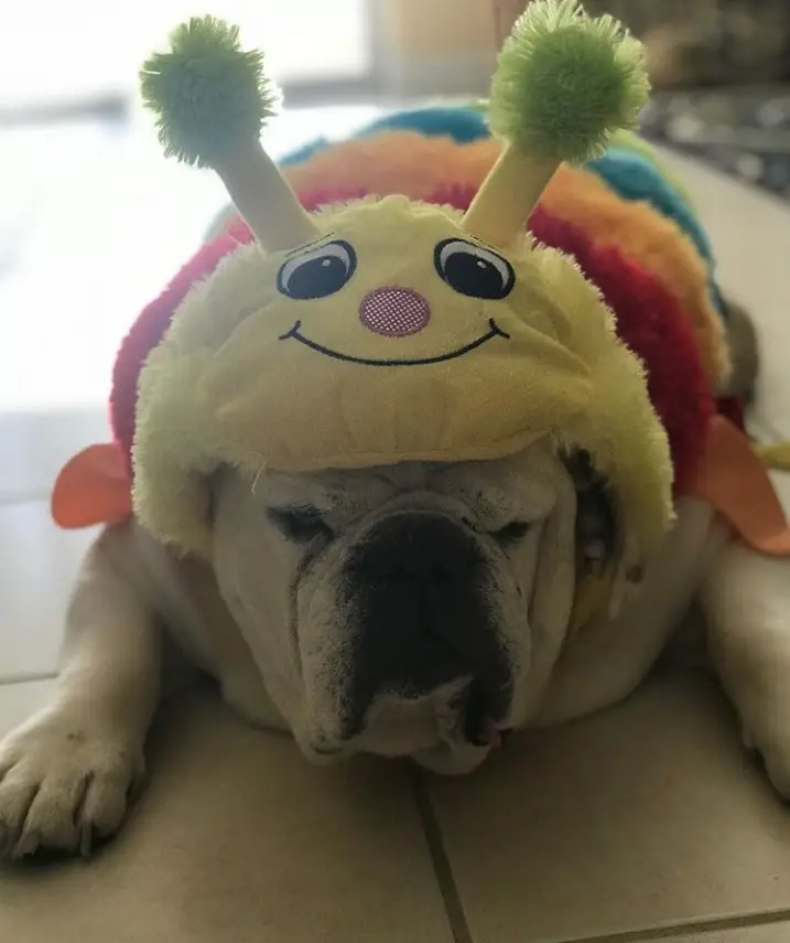 English Bulldog in colorful caterpillar costume