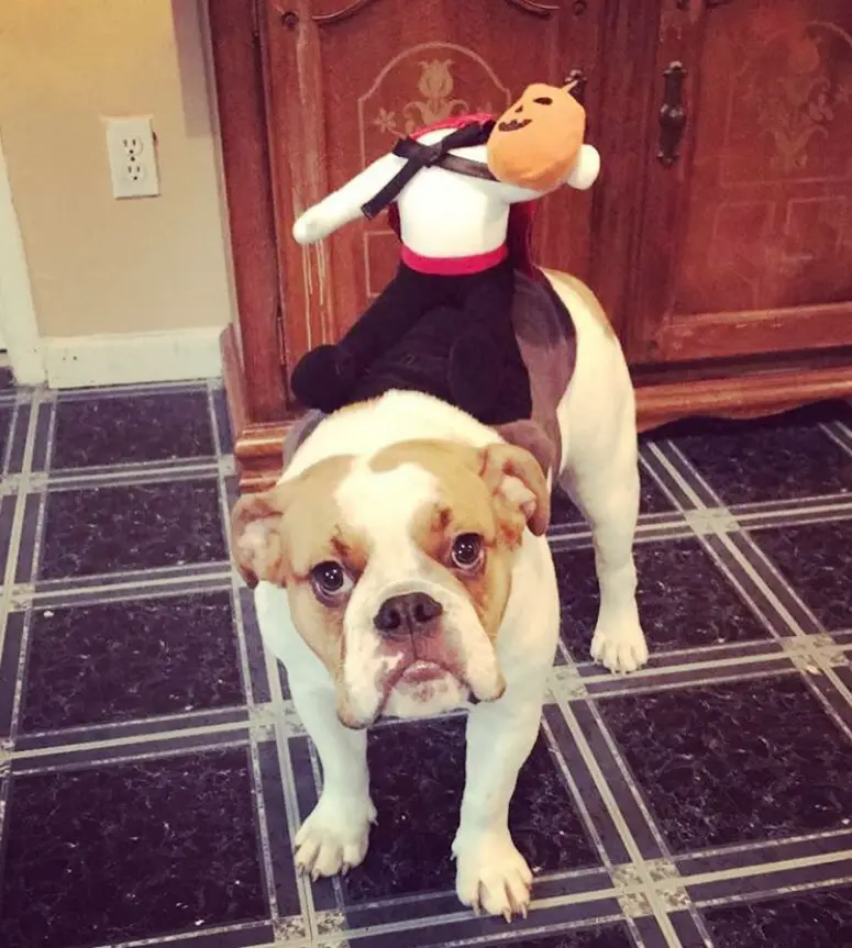 English Bulldog with a pumpkin monster on its back