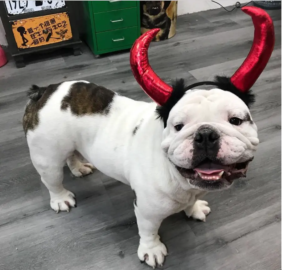 English Bulldog in devil look