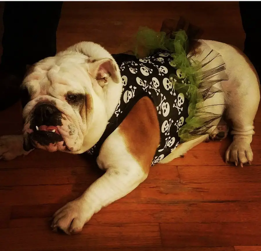 English Bulldog in skull with green tutu outfit