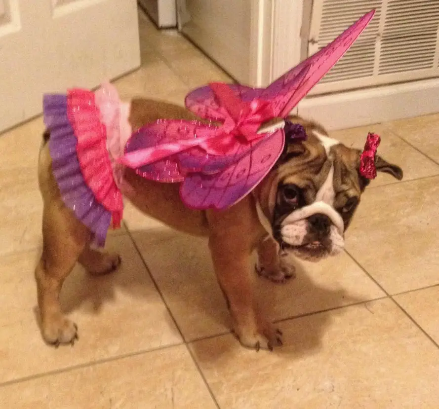 English Bulldog in pink fairy costume