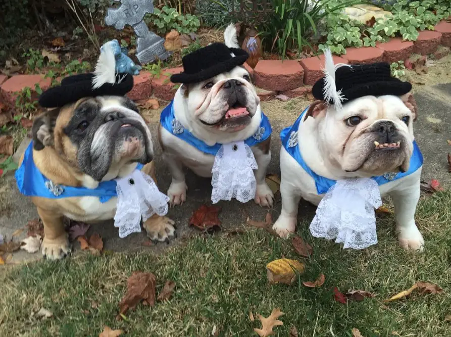 three English Bulldog in three musketeers costume