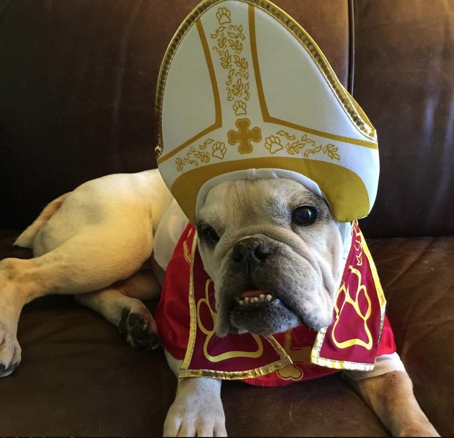 English Bulldog in priest costume