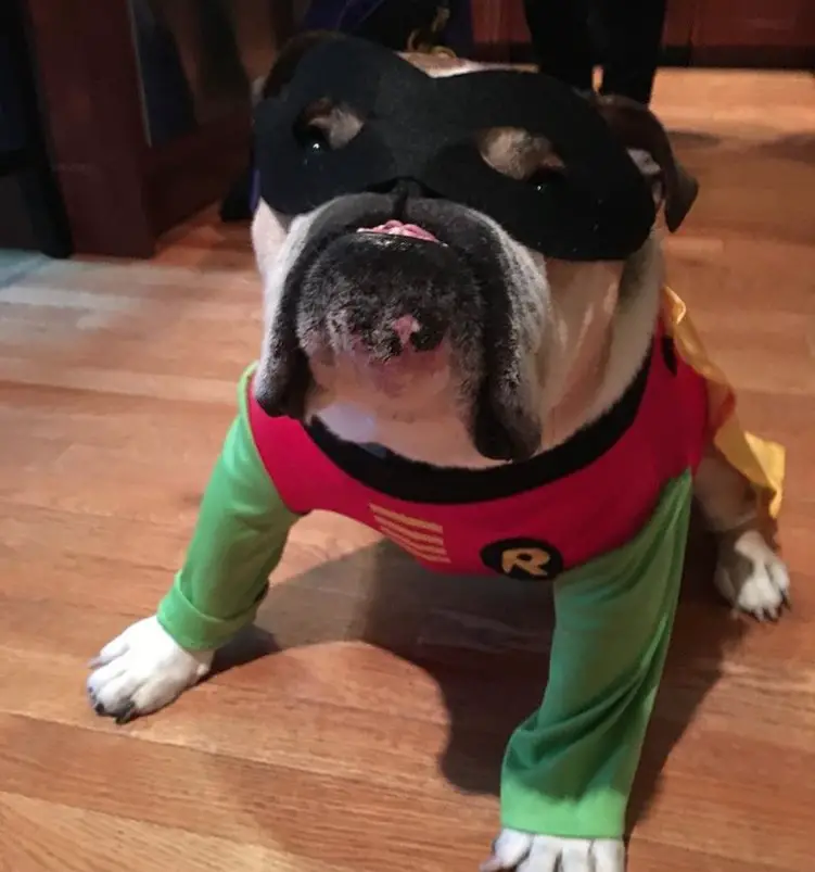 English Bulldog in robin costume