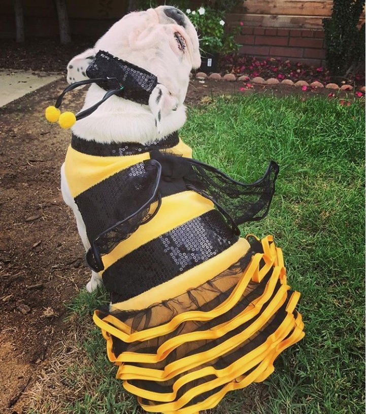 English Bulldog in bee costume