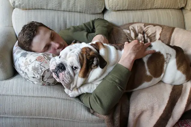 A man sleeping on the couch with its English Bulldog
