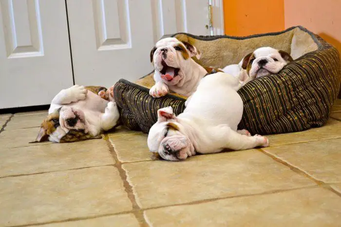 four English Bulldog puppies sleeping on their bed and on the floor