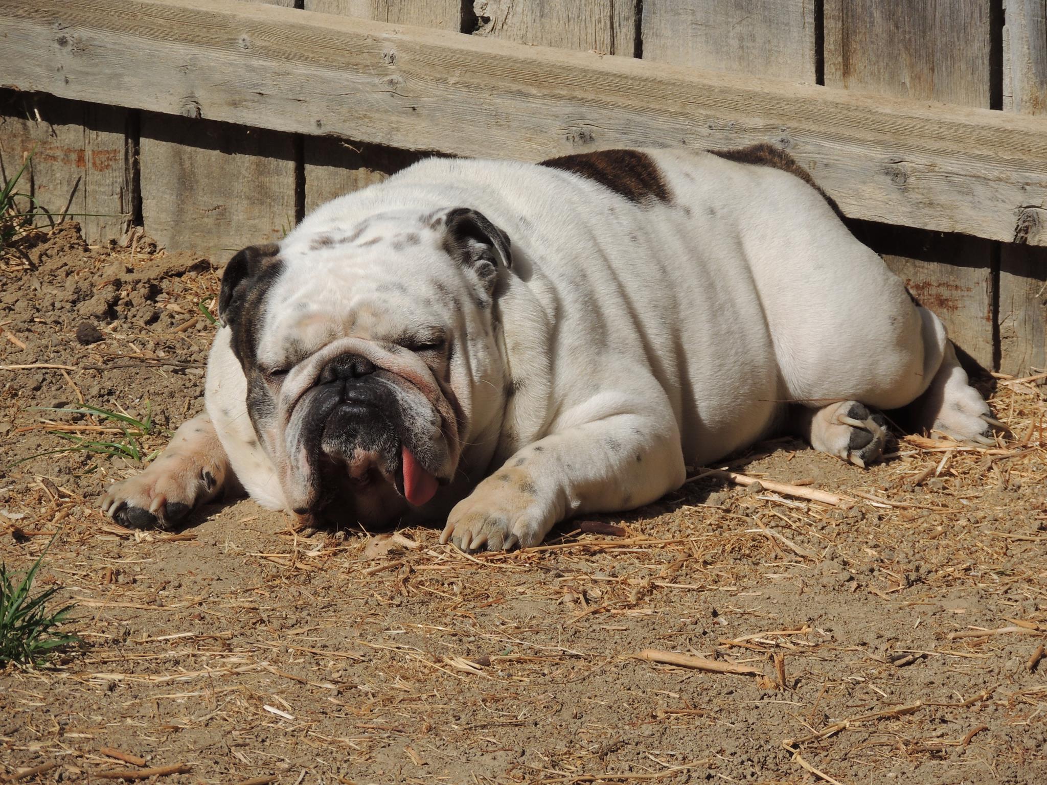 An English Bulldog sleeping on the ground behind the fence and under the sun