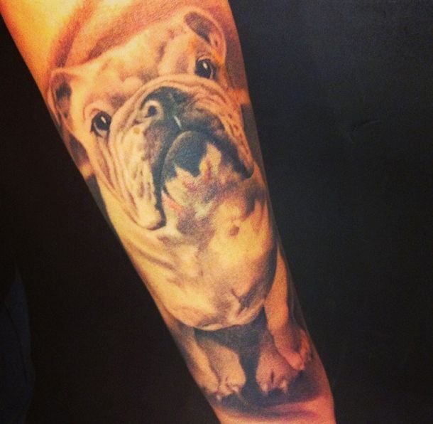 3D of a sitting English Bulldog tattoo on the forearm