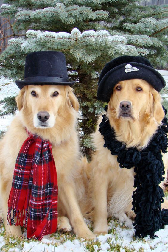 two Golden Retriever wearing hat and shawl around its neck