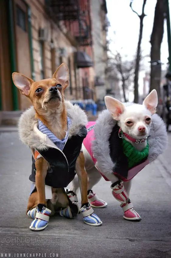 two Chihuahuas in their winter outfit in the street