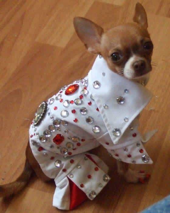 A Chihuahua in elvis presley outfit sitting on the floor