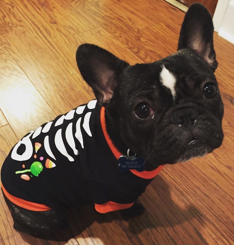 A French Bulldog wearing a skeleton printed shirt while sitting on the floor