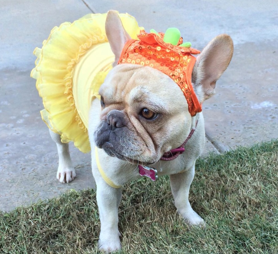 A French Bulldog in pumpkin ballerina costume while standing on the pavement