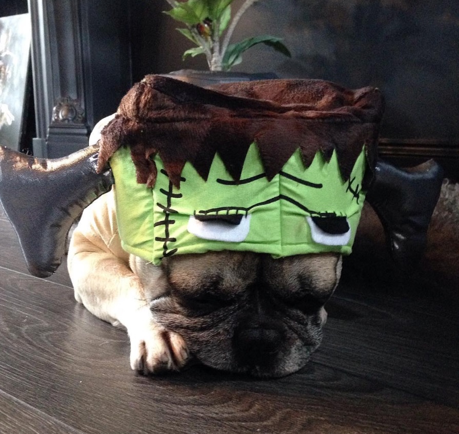 A French Bulldog in hulk costume while lying on the floor