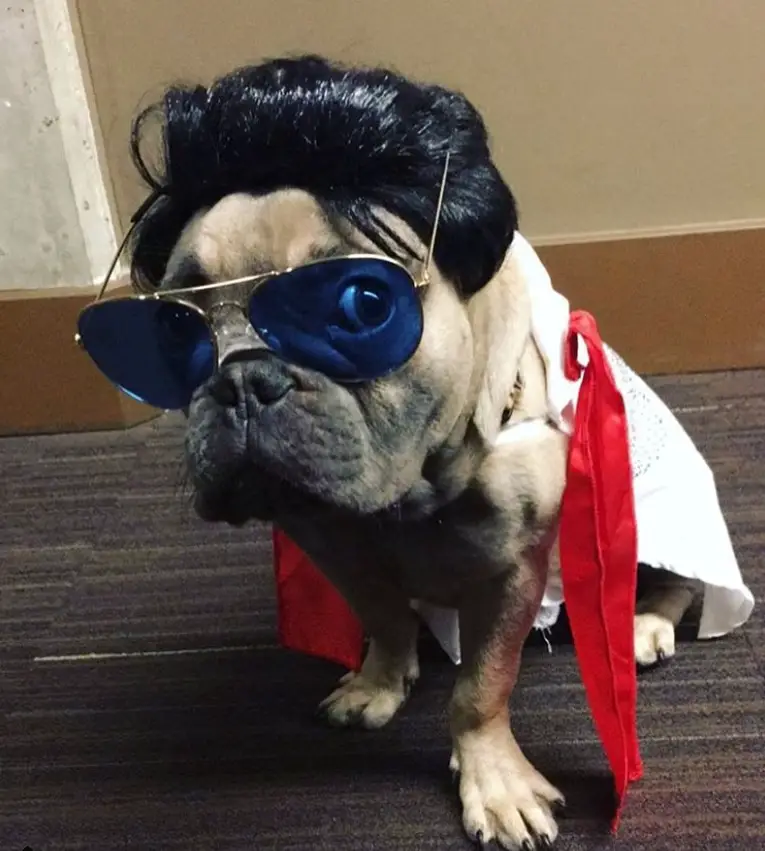 A French Bulldog in Elvis Presley costume while sitting on the floor