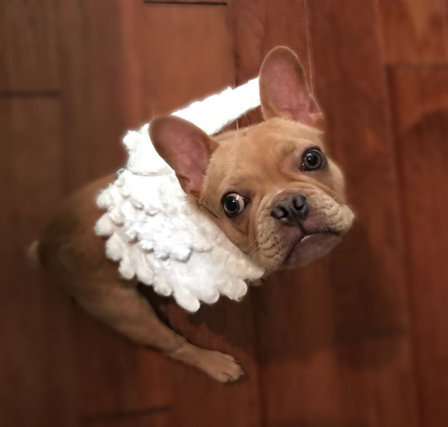 A French Bulldog wearing angel wings while sitting on the floor