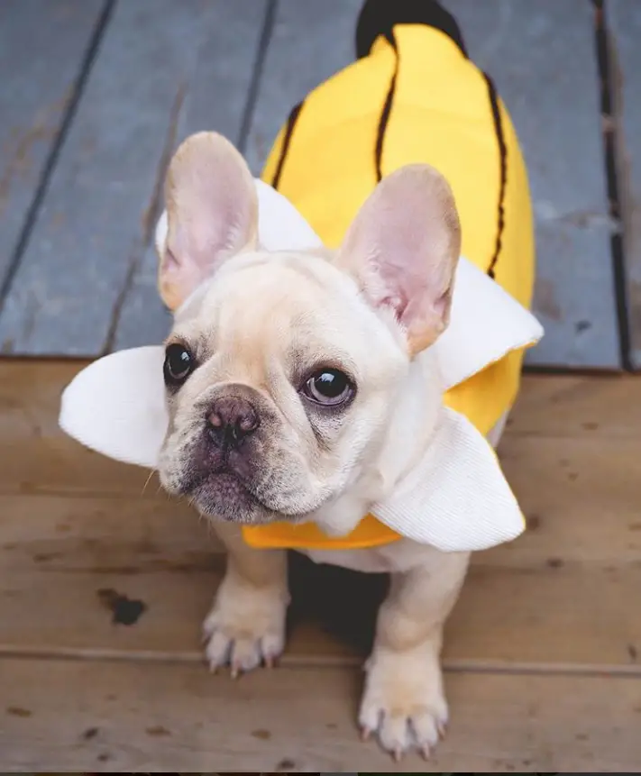 A French Bulldog in banana costume while standing on the floor