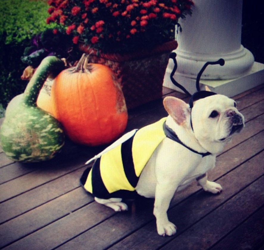 A French Bulldog in bee costume while sitting on the floor